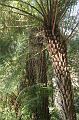 Tree ferns, Tindale Gardens IMG_6782